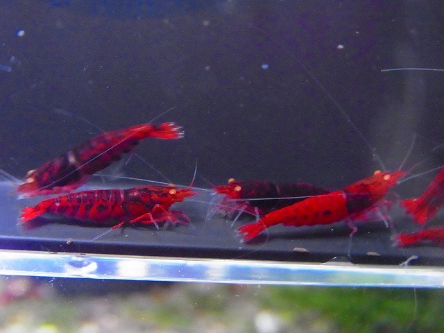 Golden-shrimp  ハイグレード黒墨レッドダイヤゴールデンアイ5ペア（抱卵1匹）セット 発送日は金土日のみの画像4