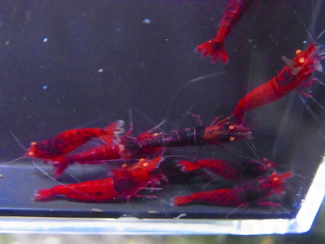 Golden-shrimp  ハイグレード黒墨レッドダイヤゴールデンアイ5ペア（抱卵1匹）セット 発送日は金土日のみの画像3