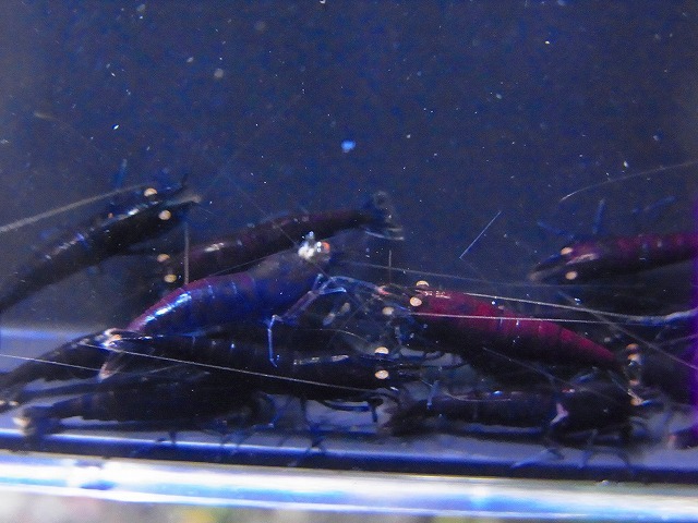 Golden-shrimp  ブラックダイヤゴールデンアイ赤錆系水槽より30匹繁殖セット 発送日は金土日のみの画像2