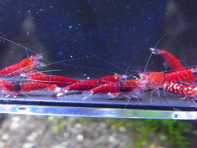 Golden-shrimp  太極×レッドダイヤF1金目ヘテロ30匹セット 発送日は金土日のみの画像4