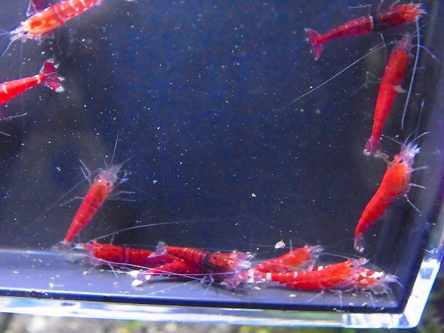 Golden-shrimp  太極×レッドダイヤF1金目ヘテロ30匹セット 発送日は金土日のみの画像8