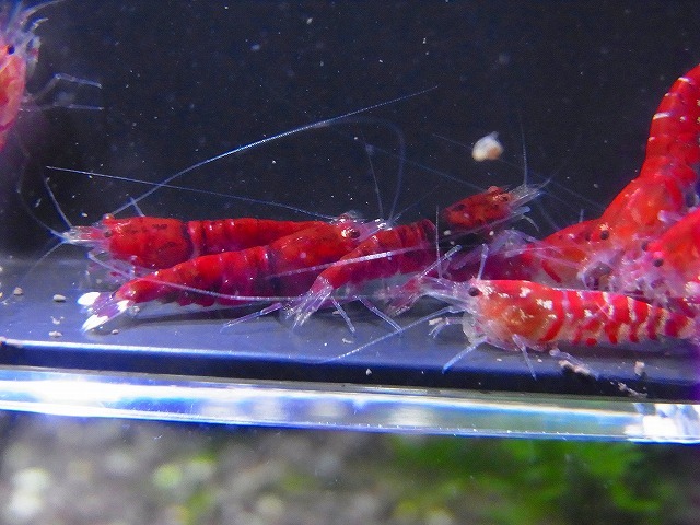 Golden-shrimp  太極×レッドダイヤF1金目ヘテロ30匹セット 発送日は金土日のみの画像3