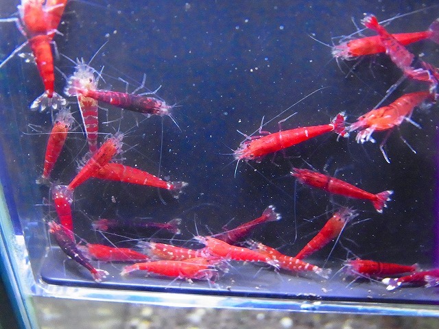 Golden-shrimp  太極×レッドダイヤF1金目ヘテロ30匹セット 発送日は金土日のみの画像9
