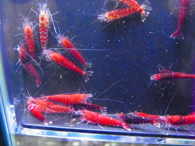 Golden-shrimp  太極×レッドダイヤF1金目ヘテロ30匹セット 発送日は金土日のみの画像6
