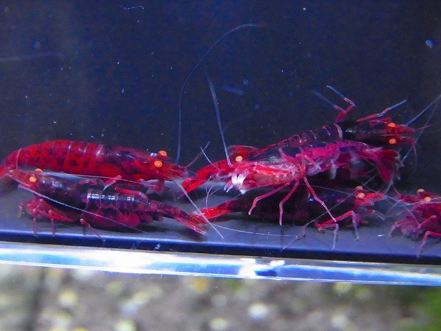 Golden-shrimp  ガチの種親候補 黒墨レッドダイヤゴールデンアイ♂4♀6（抱卵2匹）セット 発送日は金土日のみの画像10