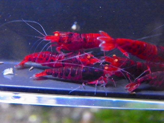 Golden-shrimp  ガチの種親候補 黒墨レッドダイヤゴールデンアイ♂4♀6（抱卵2匹）セット 発送日は金土日のみの画像3