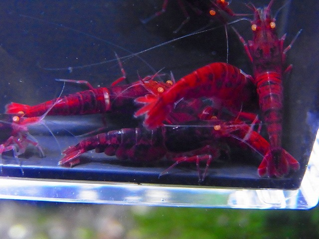 Golden-shrimp  ガチの種親候補 黒墨レッドダイヤゴールデンアイ♂4♀6（抱卵2匹）セット 発送日は金土日のみの画像1