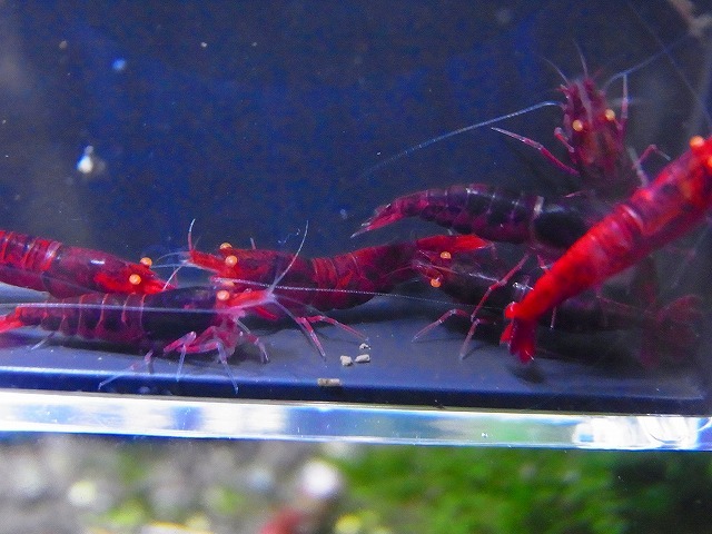 Golden-shrimp  ガチの種親候補 黒墨レッドダイヤゴールデンアイ♂4♀6（抱卵2匹）セット 発送日は金土日のみの画像5
