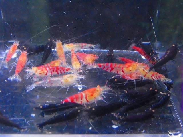 Golden-shrimp  上物ゴールデンアイ30匹繁殖セット 発送日は金土日のみの画像2