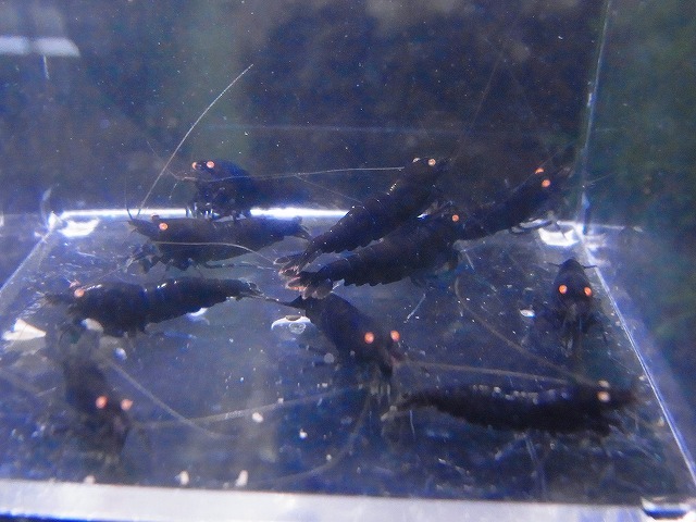 Golden-shrimp  ブラックダイヤゴールデンアイ5ペア（抱卵2匹）セット 発送日は金土日のみの画像8