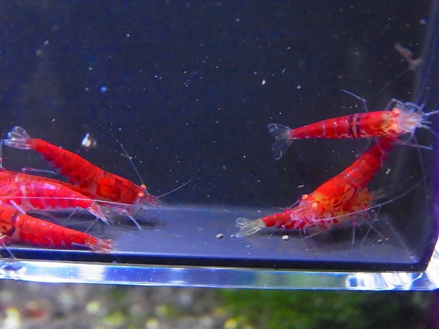 Golden-shrimp　　レッドフィッシュボーン×レッドダイヤF3金目固定　30匹繁殖セット　発送日は金土日のみ_画像10