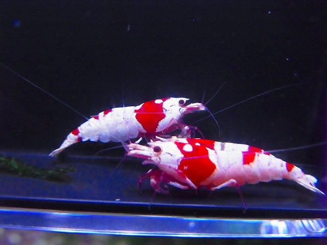 Golden-shrimp　　種親レッドビーシュリンプ♂1♀5（抱卵5匹）6匹ブリードセット　発送日は金土日のみ_画像4