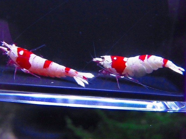 Golden-shrimp　　種親レッドビーシュリンプ♂1♀5（抱卵5匹）6匹ブリードセット　発送日は金土日のみ_画像8