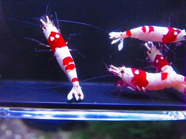 Golden-shrimp　　種親レッドビーシュリンプ♂1♀5（抱卵5匹）6匹ブリードセット　発送日は金土日のみ_画像2