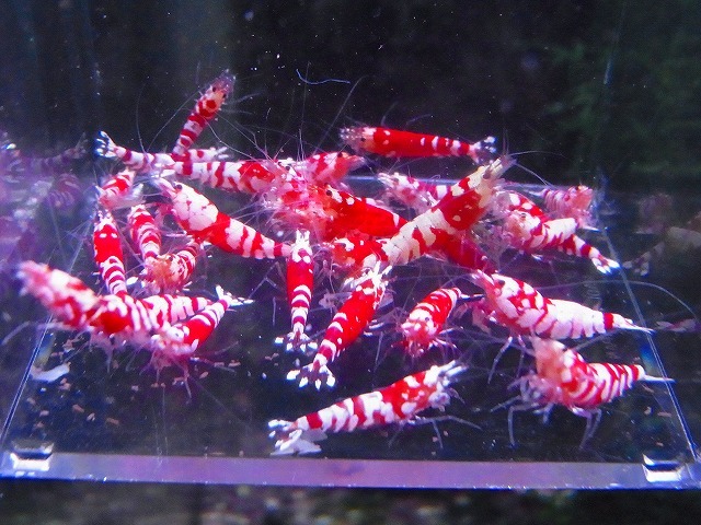 Golden-shrimp　　タイガービー（太極）30匹繁殖セット　発送日は金土日のみ_画像9