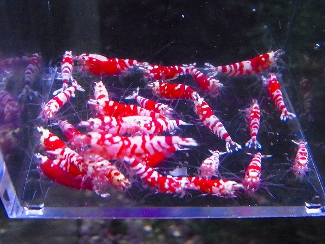 Golden-shrimp　　タイガービー（太極）30匹繁殖セット　発送日は金土日のみ_画像1
