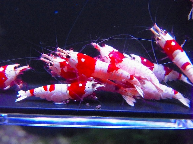 Golden-shrimp　　種親レッドビーシュリンプ♂3♀7（抱卵3匹）10匹ブリードセット　発送日は金土日のみ_画像2