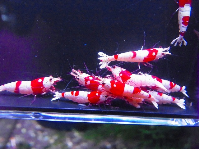 Golden-shrimp　　種親レッドビーシュリンプ♂3♀7（抱卵3匹）10匹ブリードセット　発送日は金土日のみ_画像10