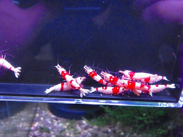 Golden-shrimp　　種親レッドビーシュリンプ♂3♀7（抱卵3匹）10匹ブリードセット　発送日は金土日のみ_画像5