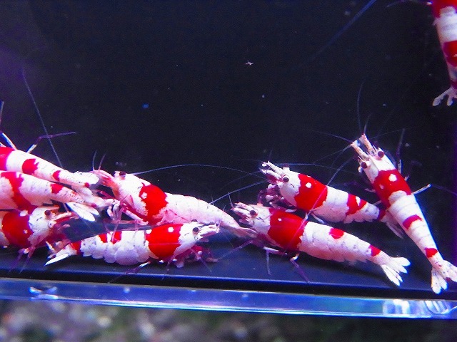 Golden-shrimp　　種親レッドビーシュリンプ♂3♀7（抱卵3匹）10匹ブリードセット　発送日は金土日のみ_画像1