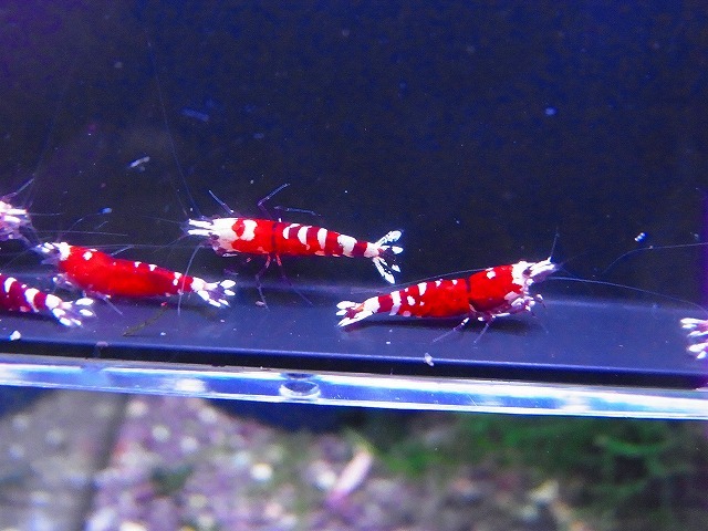 Golden-shrimp　　タイガービー（太極）ハイグレード赤勝ち若個体5ペア　ブリードセット　発送日は金土日のみ_画像8