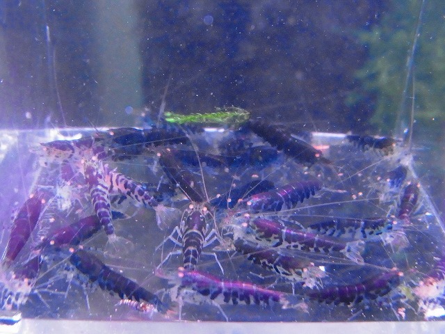 Golden-shrimp　　BluePurpletiger Golden-Eye30匹繁殖セット　発送日は金土日のみ_画像1