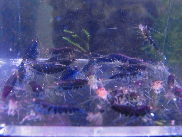 Golden-shrimp　　BluePurpletiger Golden-Eye30匹繁殖セット　発送日は金土日のみ_画像5