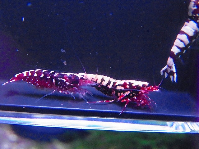 Golden-shrimp　　ディープレッドギャラクシーフィッシュボーン５ペア（抱卵2匹）10匹ブリードセット　発送日は金土日のみ_画像8