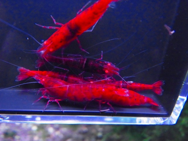Golden-shrimp  デカ血統 黒墨レッドダイヤゴールデンアイ♂4♀6（抱卵3匹）セット 発送日は金土日のみの画像10