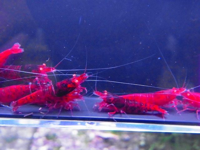 Golden-shrimp  デカ血統 黒墨レッドダイヤゴールデンアイ♂4♀6（抱卵3匹）セット 発送日は金土日のみの画像3