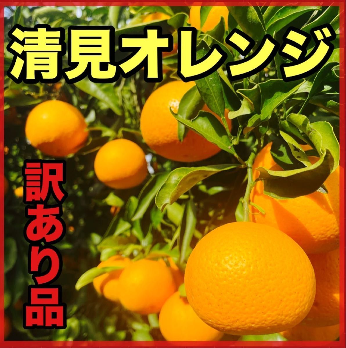 清見オレンジ3キロ　訳あり品　サイズ混合　産地直送有田みかん和歌山みかん　柑橘