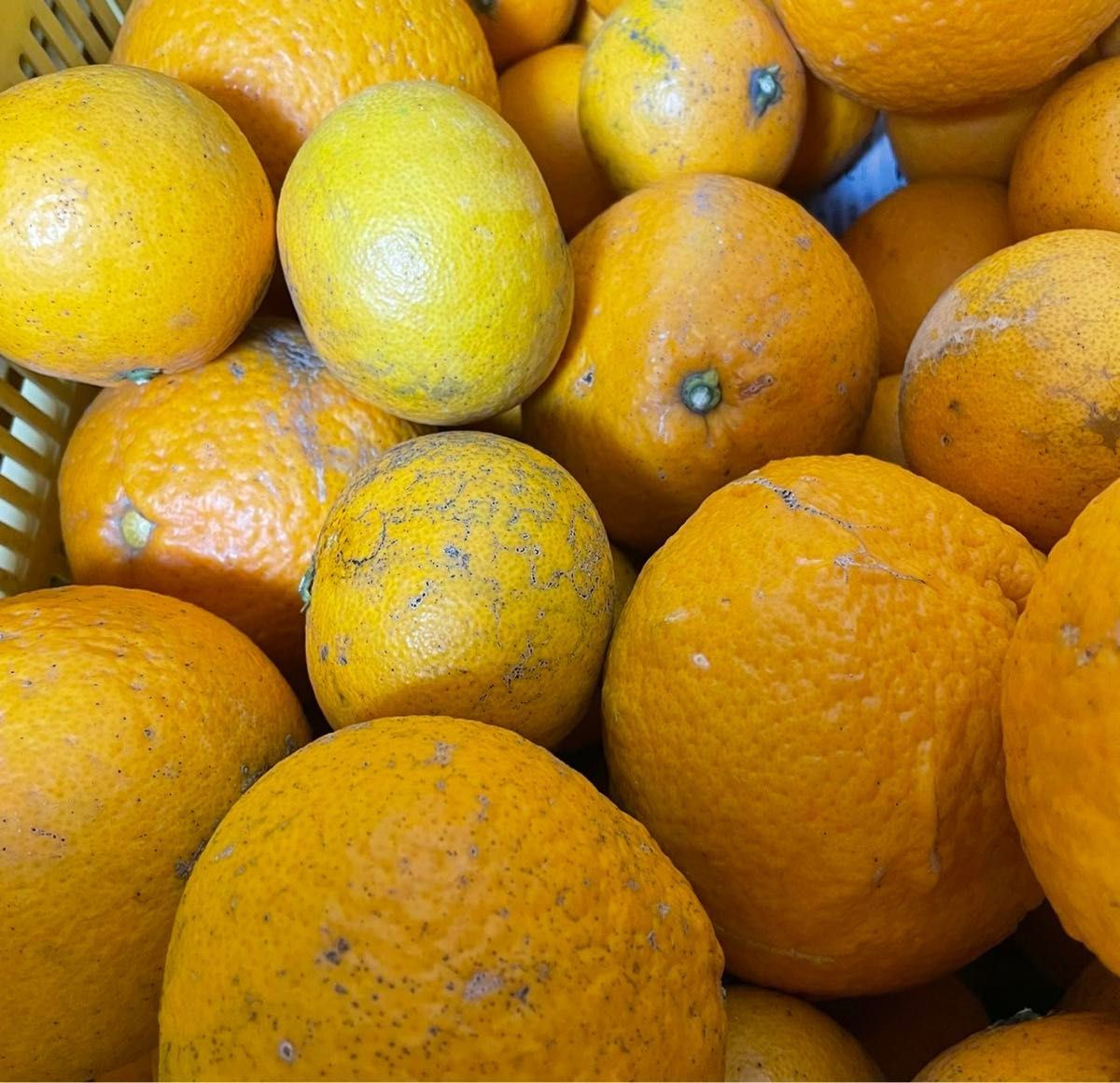 清見オレンジ 10キロ　訳あり品　サイズ混合　産地直送有田みかん和歌山みかん　柑橘