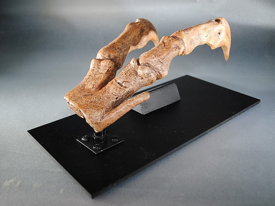 ◆Tyrannosaurus REX HAND T・REXハンド実物大 オリジナルレプリカ 先端精密復元 博物館クラス ◆の画像6