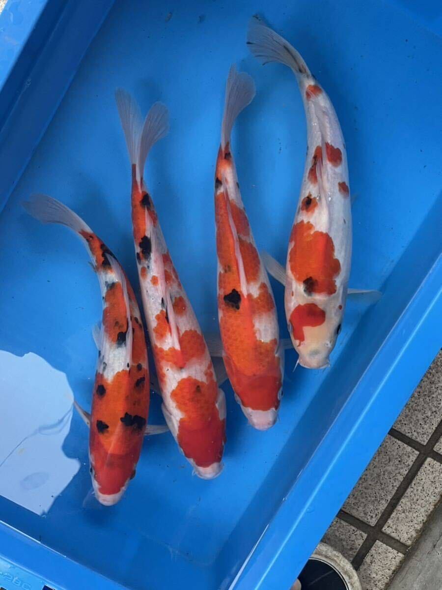  colored carp 2 -years old Taisho three color 4 pcs set 30.~33. rank including in a package un- possible 