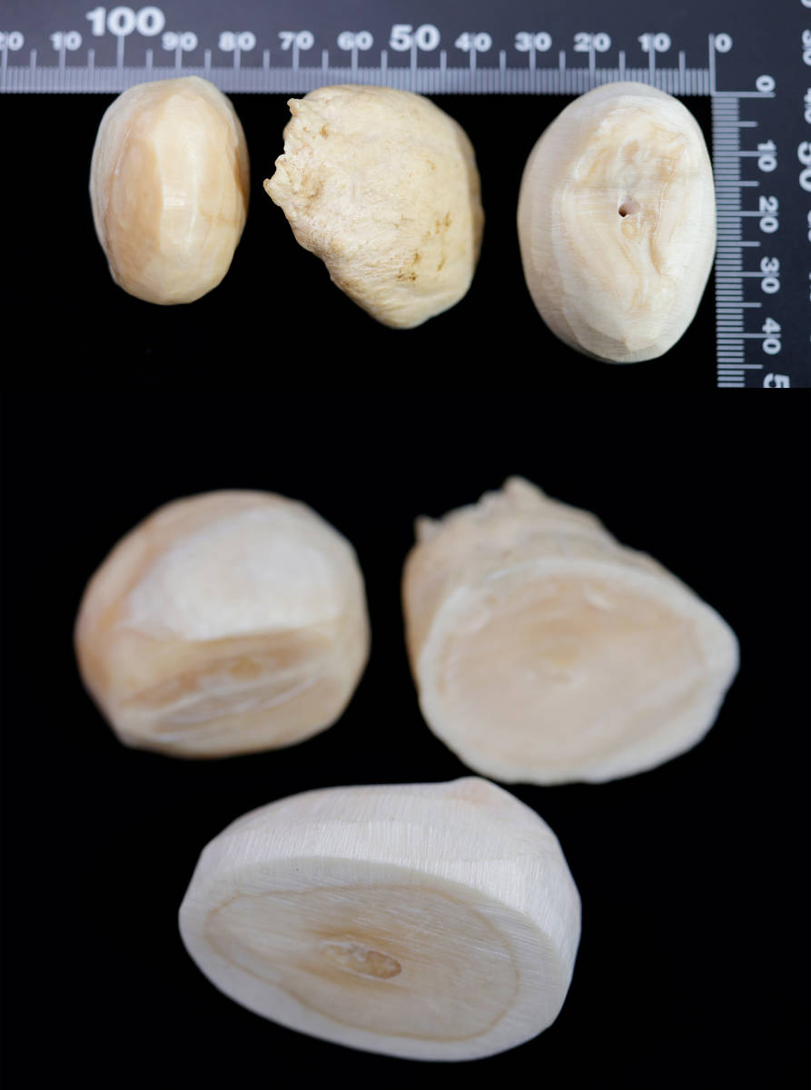 鯨歯 カットピース 牙 スライス材他まとめて 総重量 512g 彫刻材 天然素材 根付 印材 細密細工 象牙風_画像4