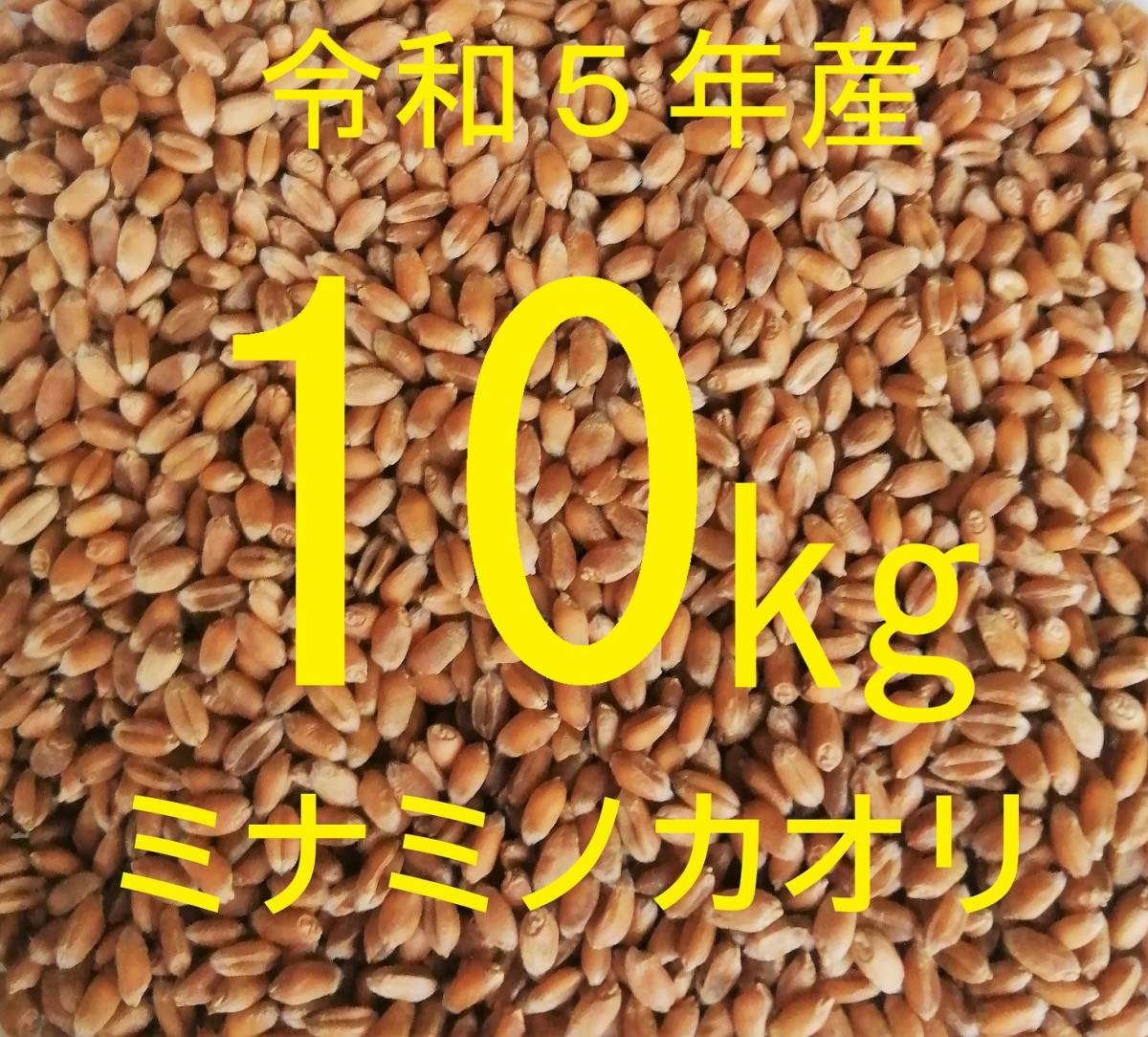 ◎ミナミノカオリ (粒 丸麦 玄麦) 10kg 農薬不使用 常温送風乾燥 パン用小麦 令和5年産 新麦【送料込み】