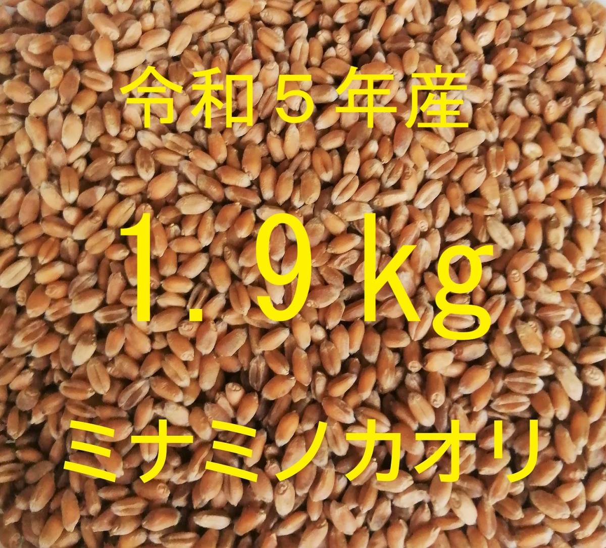 *mi Nami nokaoli( bead circle wheat . wheat ) 1.9 kg pesticide un- use normal temperature sending manner dry bread for wheat . peace 5 year production new wheat [ postage included ]