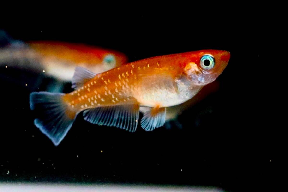 【UOPARA】　紅マドンナ　めだか　稚魚　無選別５匹　※種親画像※　_画像4