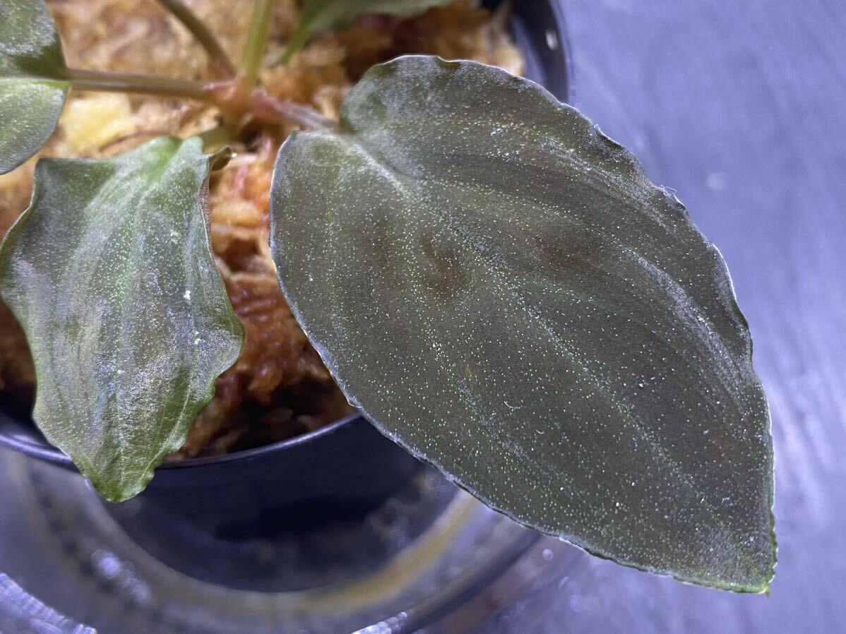 Homalomena sp Red leaf from Kalbar[AZ0823-2] / ホマロメナの画像1