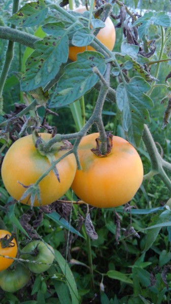 2023超希少★無農薬無肥料ピーチトマト種10粒☆の画像1