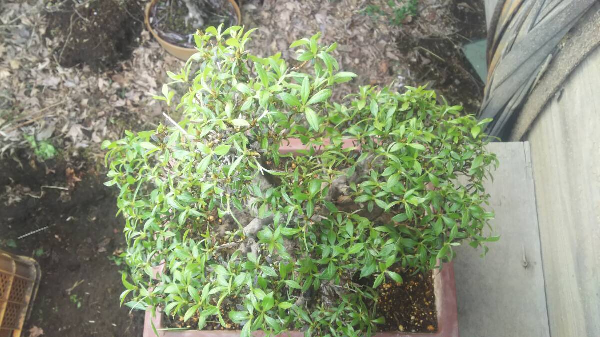赤ヤシオツツジ 盆栽素材。@浅間ジオ資源_上から見た所