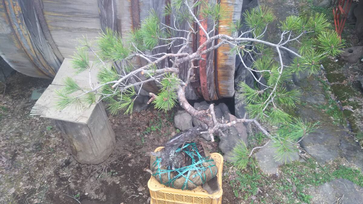 赤松の古木 盆栽素材。@浅間ジオ資源_画像4