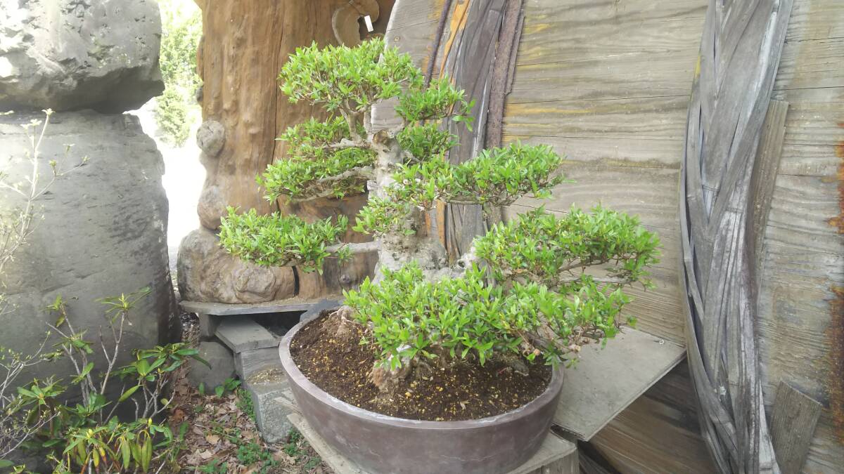  белый . упомянутый Rhododendron indicum бонсай материалы.@. промежуток geo . источник 