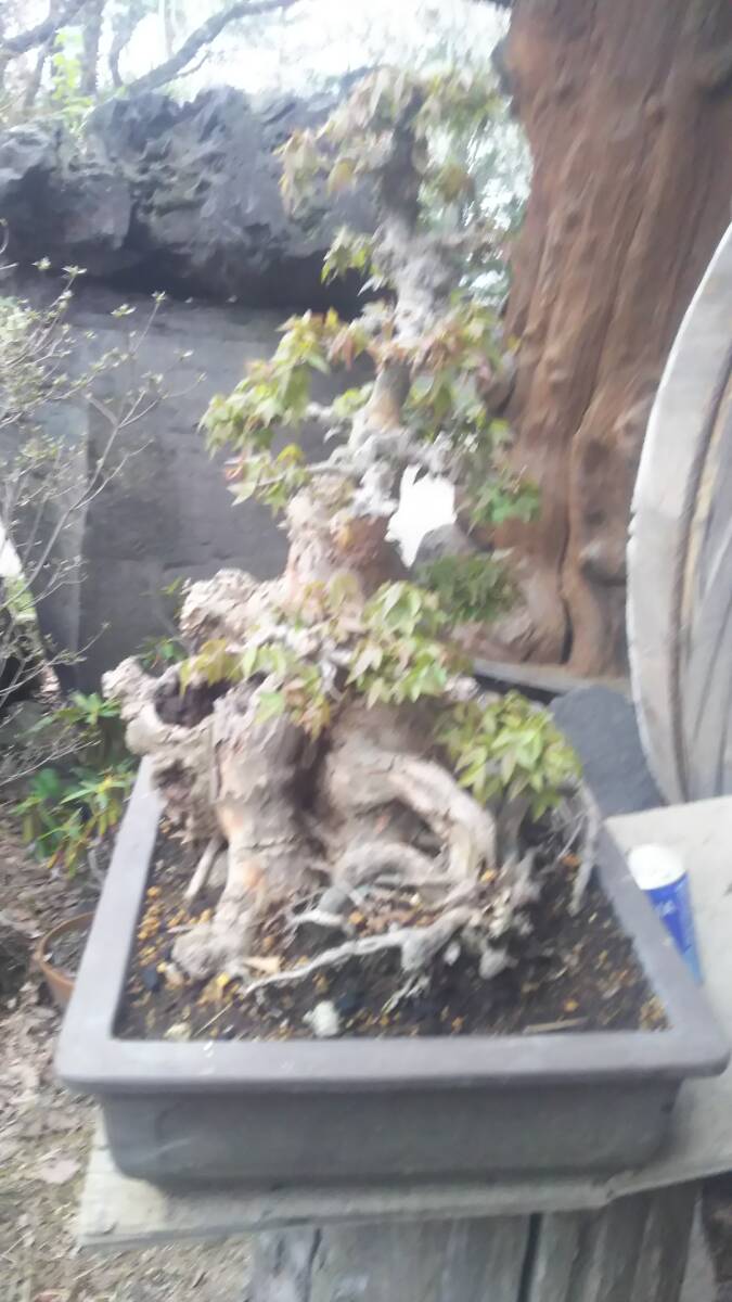  Tang клён. старый дерево бонсай материалы. @. промежуток geo . источник 