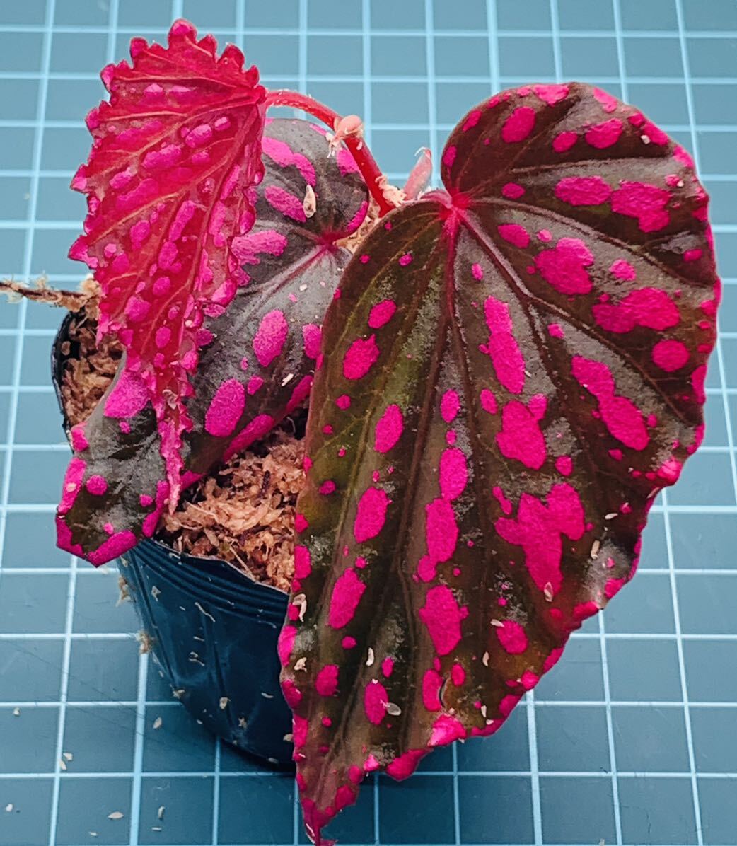 ③ ベゴニア ネグロセンシス Begonia negrosensis 【ベゴニア パルダリウム テラリウム アルゴステマ 苔 ジュエルオーキッド】_画像1