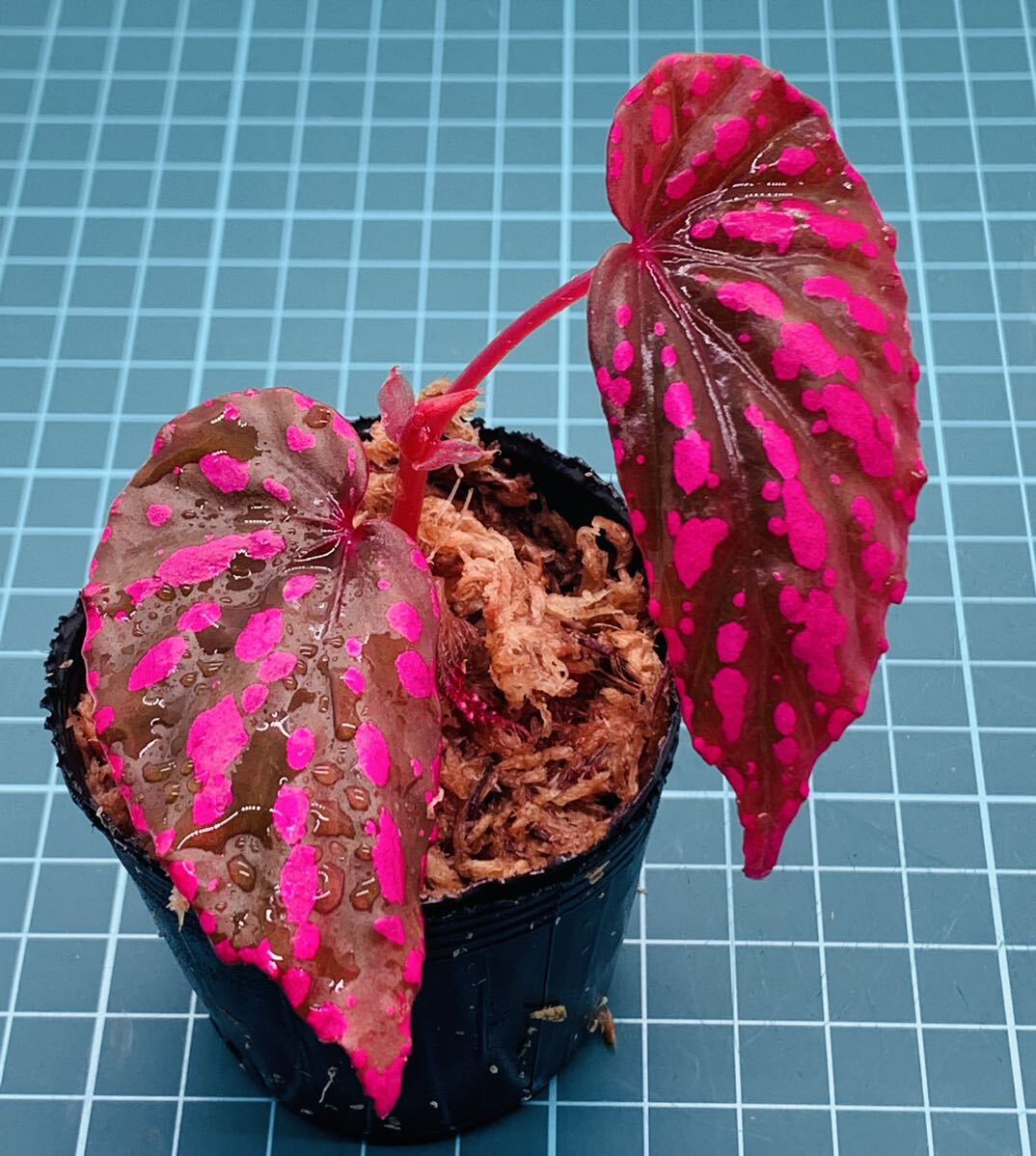 ③ ベゴニア ネグロセンシス Begonia negrosensis 【ベゴニア パルダリウム テラリウム アルゴステマ 苔 ジュエルオーキッド】_画像2