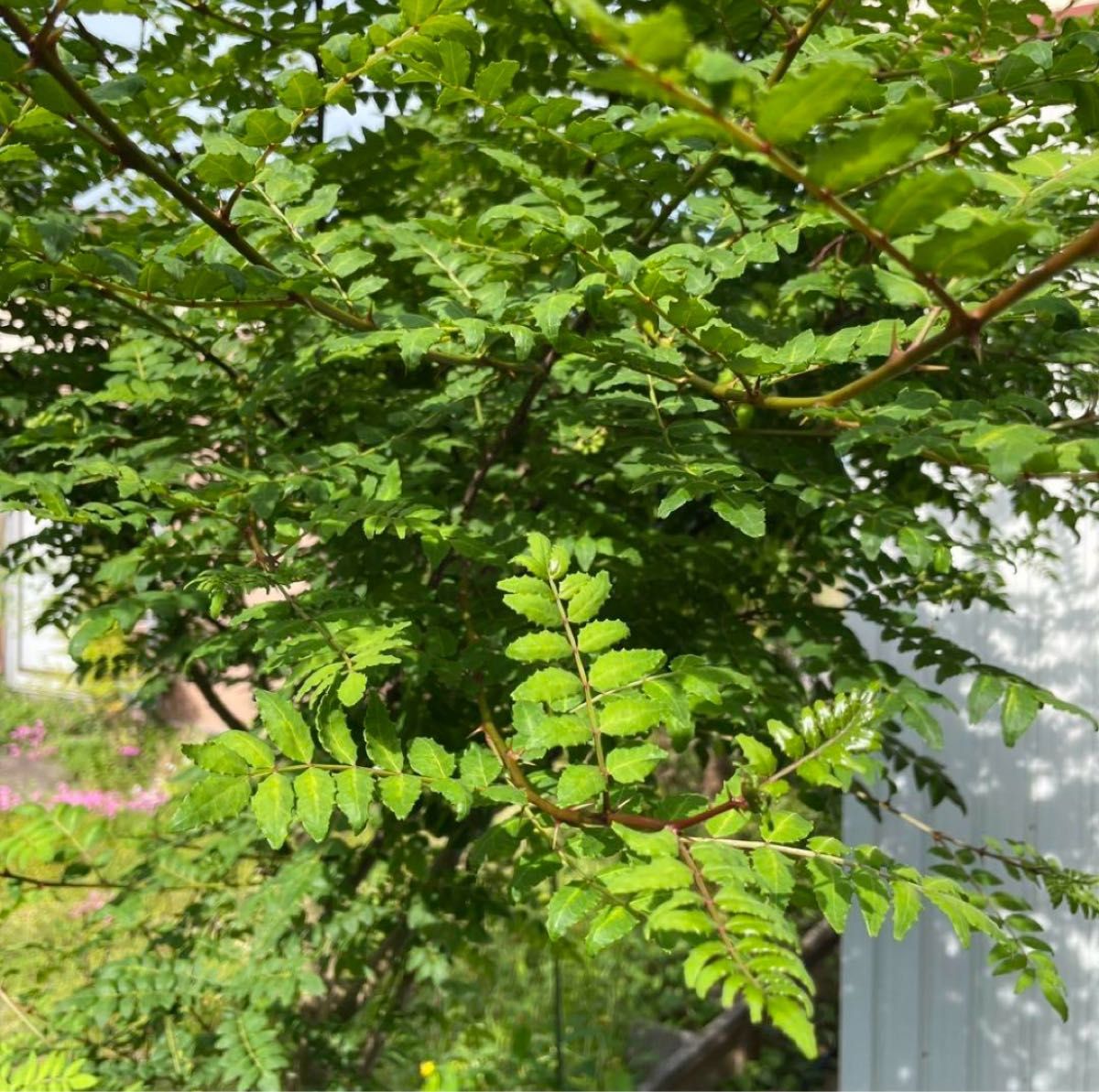 無農薬 山椒の葉100枚 山椒味噌 木の芽