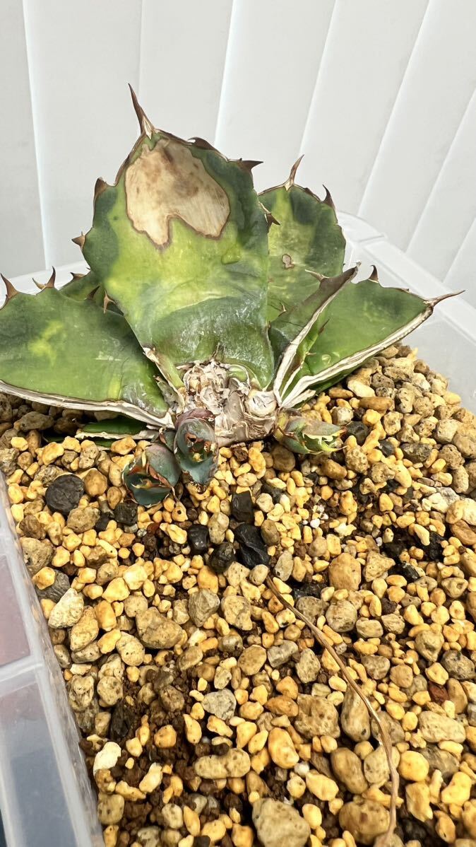 Agave titanota BLUE アガベ チタノタブルー　カキコ【Aero plants】ホロタグ付き_画像2