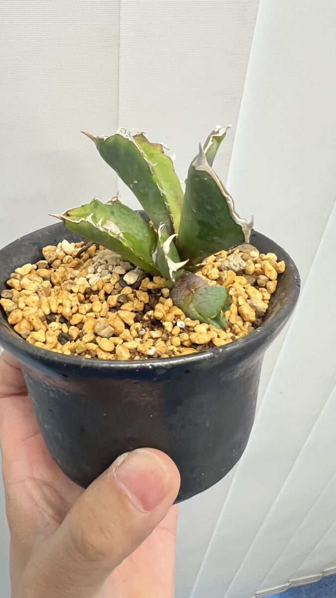 Agave titanota BLUE アガベ チタノタブルー　カキコ【Aero plants】ホロタグ付き_画像4