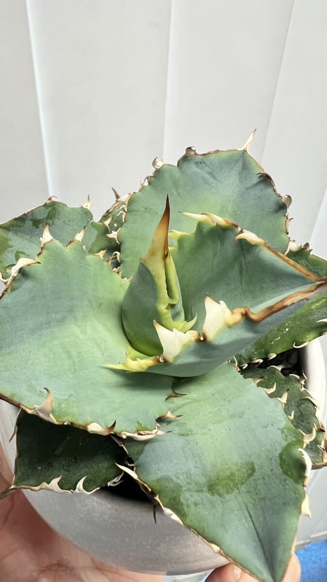 Agave titanota BLUE アガベ チタノタブルー　カキコ【Aero plants】ホロタグ付き_画像5